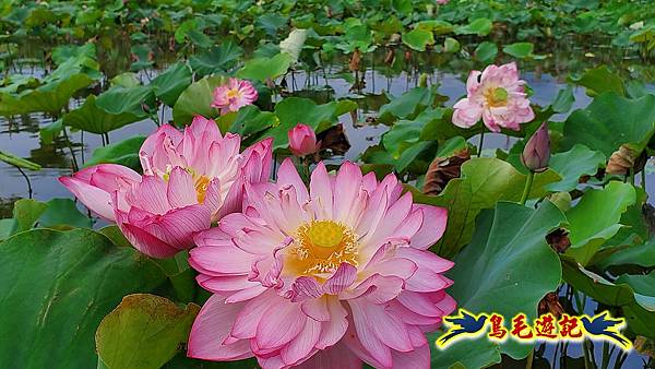 金山清水濕地-黃老伯蓮花園 (15).jpg