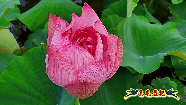 金山清水濕地-黃老伯蓮花園 (16).jpg