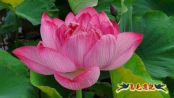 金山清水濕地-黃老伯蓮花園 (20).jpg