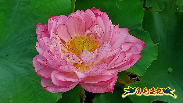 金山清水濕地-黃老伯蓮花園 (19).jpg