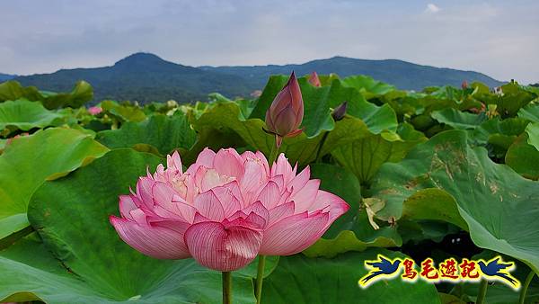 金山清水濕地-黃老伯蓮花園 (18).jpg