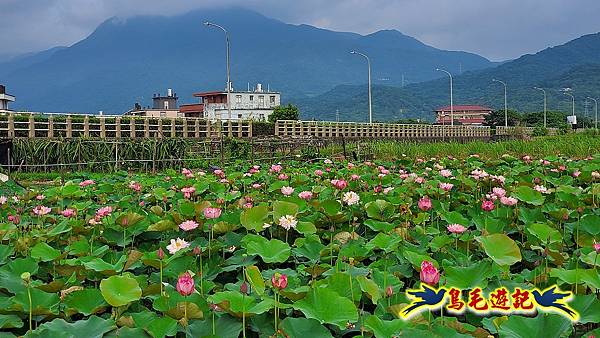 金山清水濕地-黃老伯蓮花園 (25).jpg
