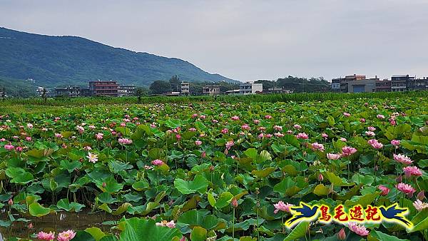 金山清水濕地-黃老伯蓮花園 (24).jpg