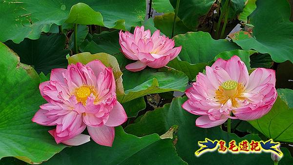 金山清水濕地-黃老伯蓮花園 (28).jpg