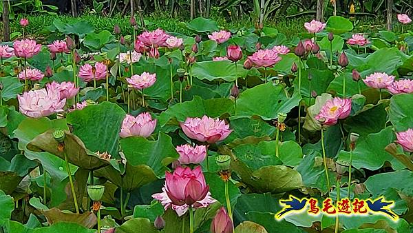 金山清水濕地-黃老伯蓮花園 (26).jpg