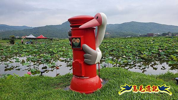 金山清水濕地-黃老伯蓮花園 (31).jpg