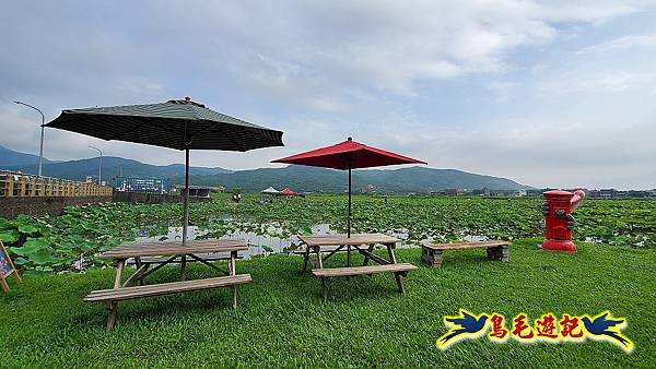 金山清水濕地-黃老伯蓮花園 (34).jpg