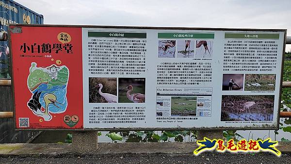 金山清水濕地-黃老伯蓮花園 (36).jpg