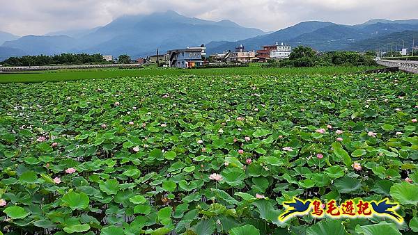 金山清水濕地-黃老伯蓮花園 (37).jpg
