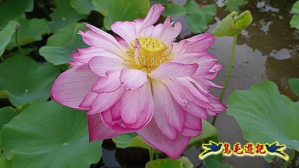 金山清水濕地-黃老伯蓮花園 (40).jpg