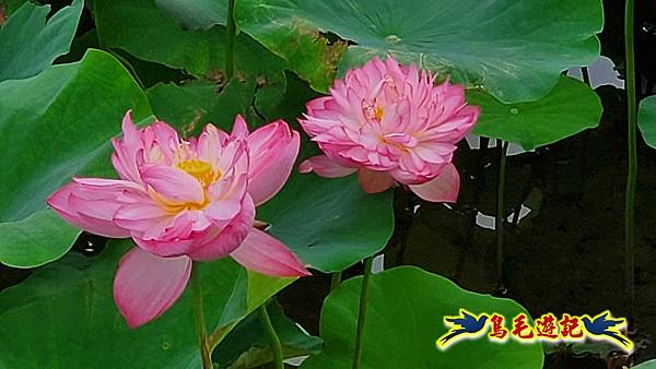 金山清水濕地-黃老伯蓮花園 (39).jpg