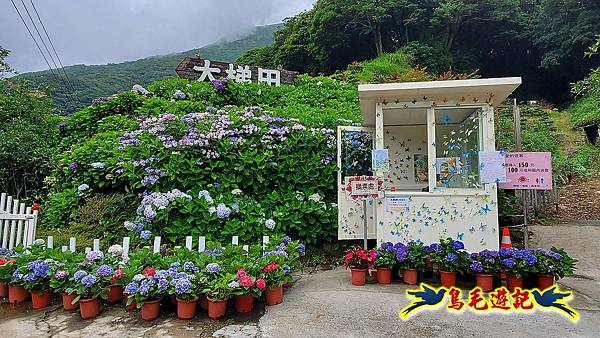 竹子湖大梯田花卉農場 (1).jpg