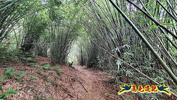 界寮縱走北段(基隆界寮-汐止柯子林山莊) (6).jpg