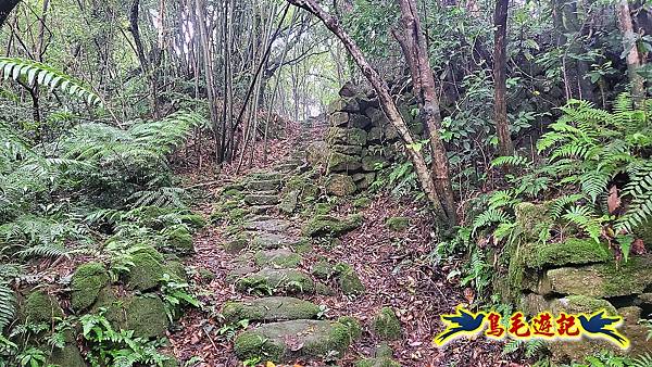 五指山古道(友蚋山南峰) (7).jpg