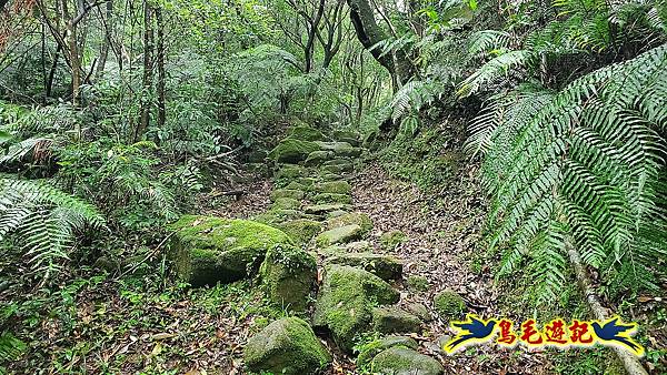 五指山古道(友蚋山南峰) (12).jpg