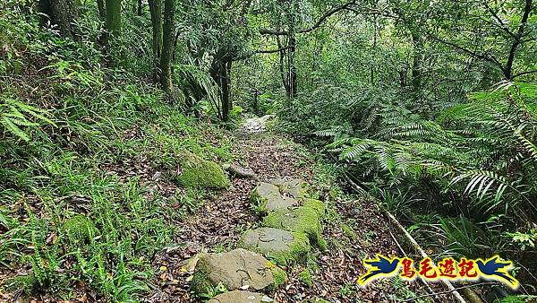 五指山古道(友蚋山南峰) (13).jpg