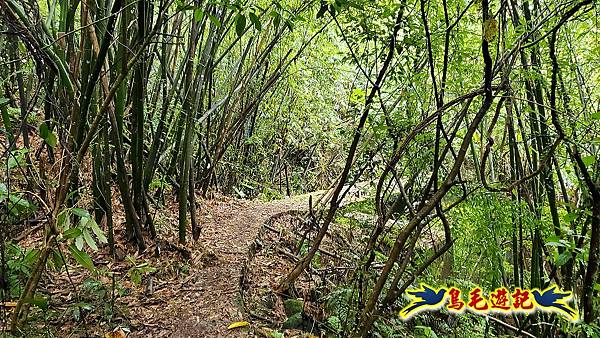 白鶯石古道、平溪子山出紫來產業道路 (46).jpg