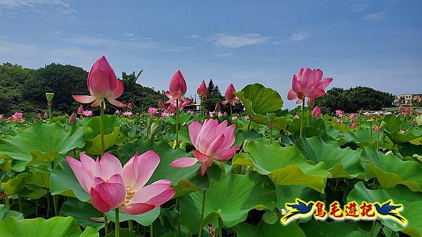 淡水屯山荷花園 (12).jpg