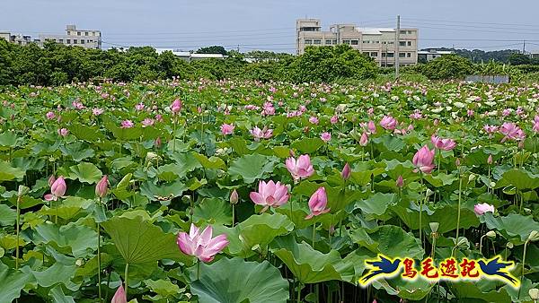 淡水屯山荷花園 (19).jpg