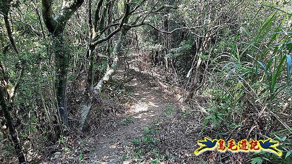 平溪紫萊山中央尖山臭頭山東勢格古道連走 (50).jpg