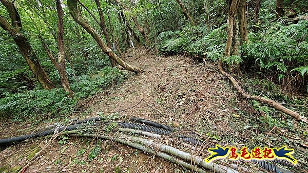 竿尾崙古道%26;茄苳坑古道 (48).jpg