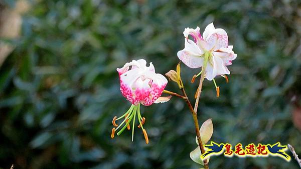 大溪白石山訪艷紅鹿子百合 (34).jpg