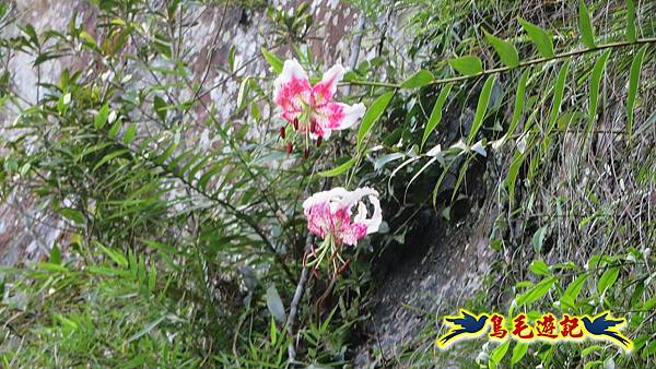 大溪白石山訪艷紅鹿子百合 (68).jpg