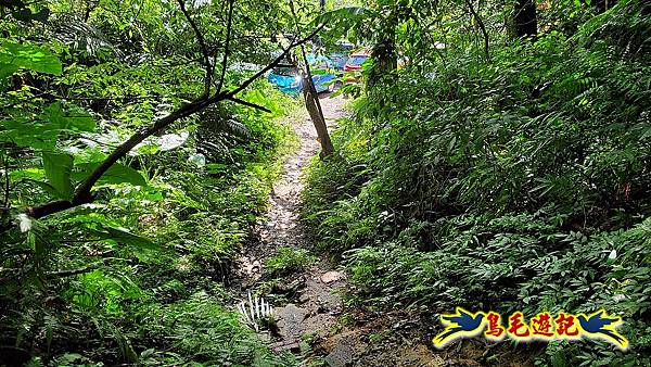 大溪白石山訪艷紅鹿子百合 (76).jpg