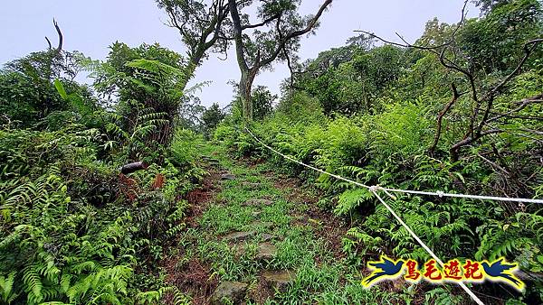 汐止加壽橋-槓尾山-四分尾山-茄冬古道O形 (26).jpg