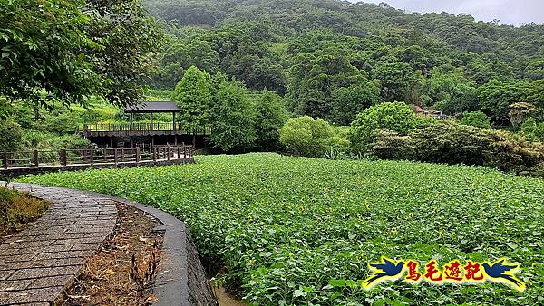 貓空彩雲亭向日葵花海 (27).jpg