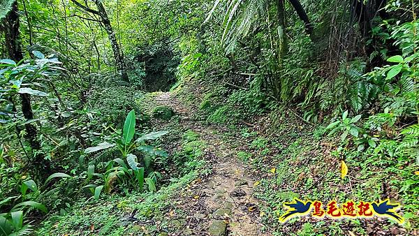 咸豐嶺古道-三抱竹鞍-峰頭尖山下白石後仙洞-東勢格越嶺古道O形  (5).jpg