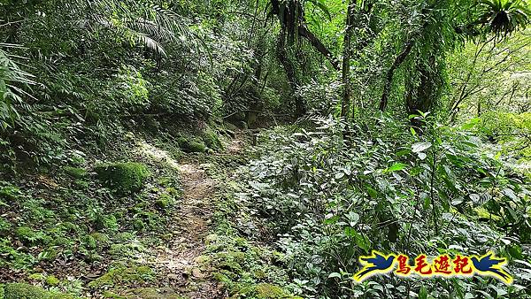 咸豐嶺古道-三抱竹鞍-峰頭尖山下白石後仙洞-東勢格越嶺古道O形  (73).jpg