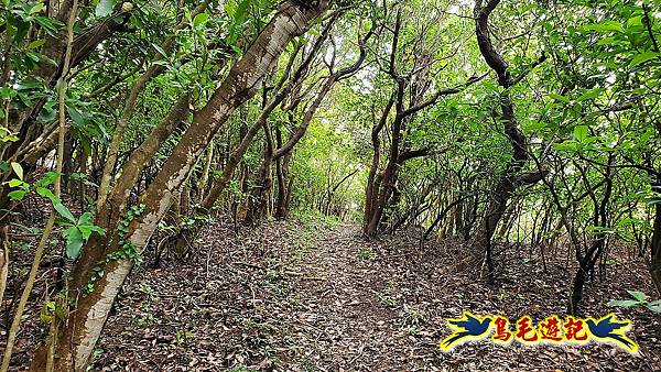 龍洞灣岬步道-和美山訪龍爪花 (8).jpg