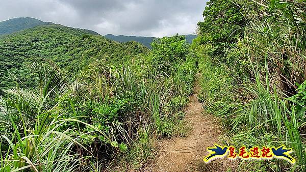 龍洞灣岬步道-和美山訪龍爪花 (10).jpg