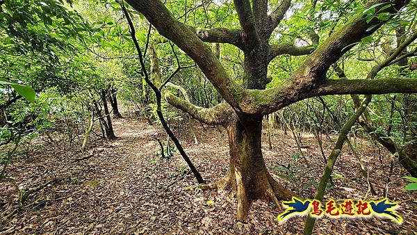 龍洞灣岬步道-和美山訪龍爪花 (35).jpg