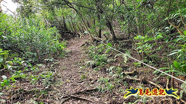 龍洞灣岬步道-和美山訪龍爪花 (36).jpg