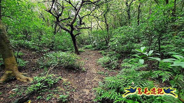 龍洞灣岬步道-和美山訪龍爪花 (40).jpg