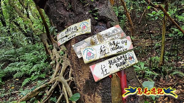 龍洞灣岬步道-和美山訪龍爪花 (41).jpg