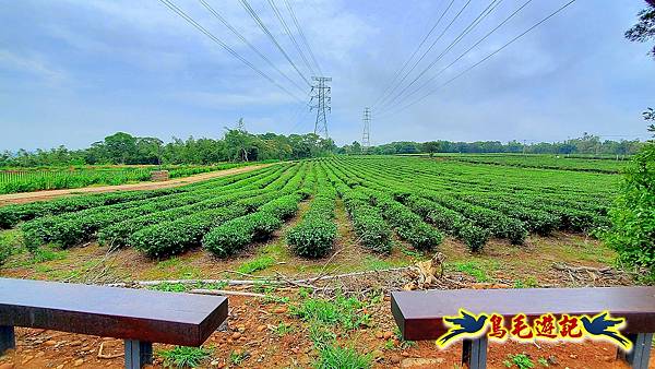 湖口茶香步道尋堡趣 (37).jpg