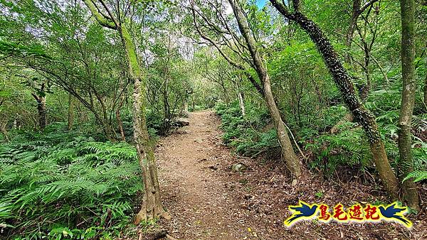 石笋古道-南草山-草山南峰下黃金神社步道 (44).jpg