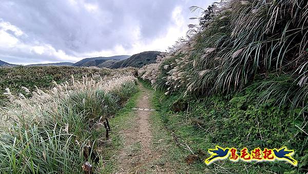 擎天崗-日人路·金包里大路-南勢湖古道(未竟)-金山老街 (6).jpg