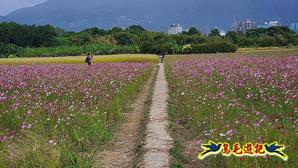 2023花現幸福關渡花海 (6).jpg