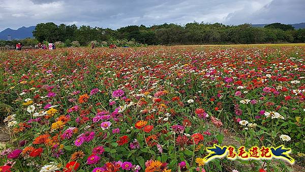 2023花現幸福關渡花海 (9).jpg