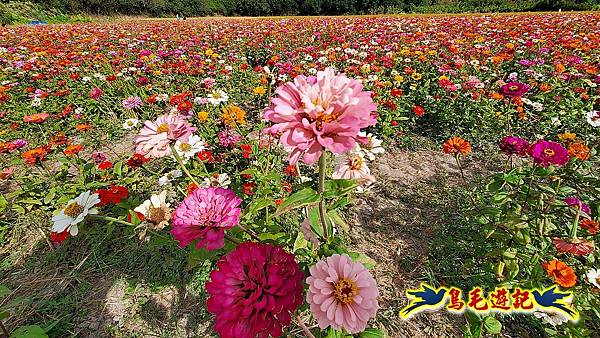 2023花現幸福關渡花海 (15).jpg