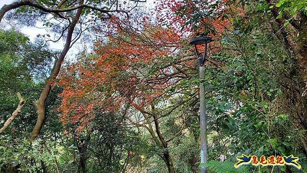 大崙頭尾山步道(碧溪橋-中社路) (39).jpg