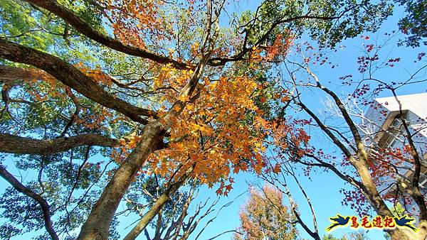 角板山雪梅紅楓 (1).jpg