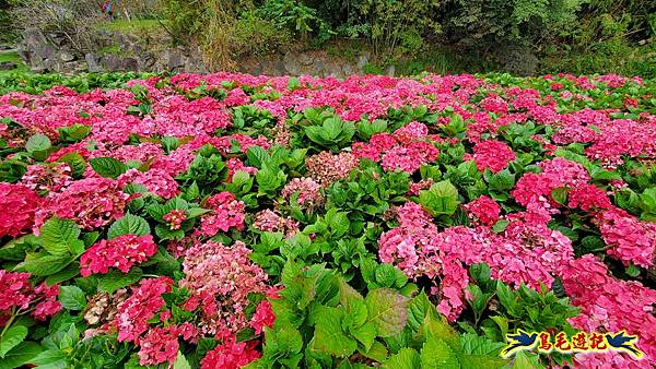 內湖大溝溪步道花海 (4).jpg