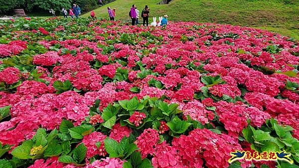 內湖大溝溪步道花海 (5).jpg