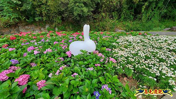 內湖大溝溪步道花海 (3).jpg