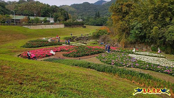 內湖大溝溪步道花海 (1).jpg